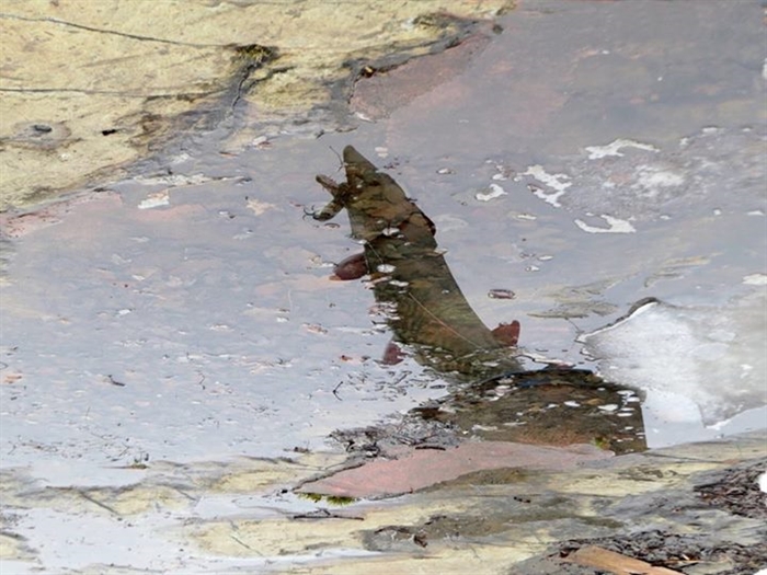 Dennis McCarthy captures Will Sallisbury's Frink Park Muskie statue reflected on Ice. 