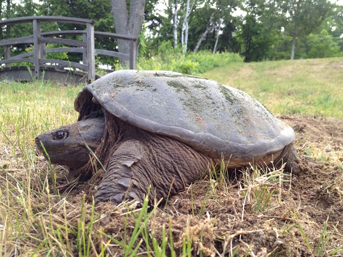 Wellesley Island turtle, 
