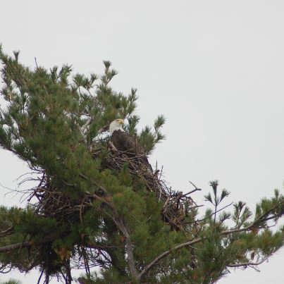 Nora Detlor caught an Eagle taking over an Osprey nest.