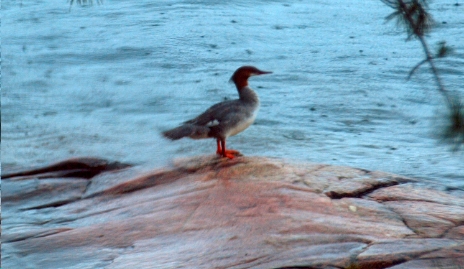 Miffed merganser on our north rock. 