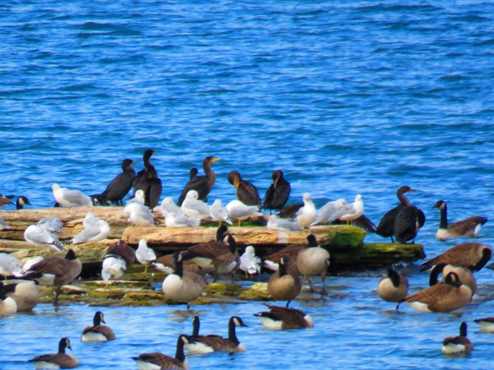 Dennis McCarthy captures everyone together... gulls, geese and cormorants.