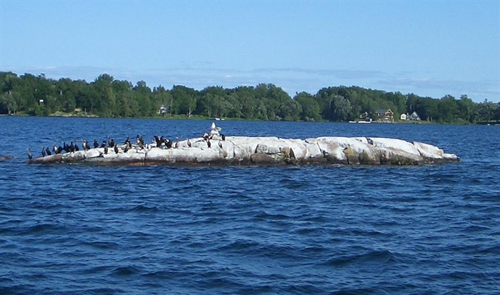 To qualify as one of the numbered islands, it must be above water and have a tree. These Cormorants don't care whether this is an island or not... it's a great fishing spot.