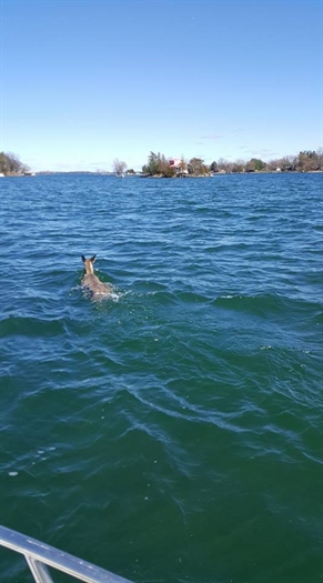 Frank O'Hearn spots a deer swimming away from Hay Island. (Always a thrill) He shared the photo on St. Lawrence River Rats Then and Now Facebook page. 