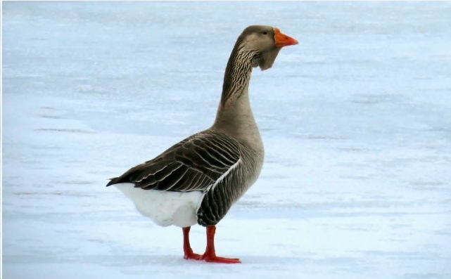 Returned Graylag goose in Rose Bay by Dennis McCarthy