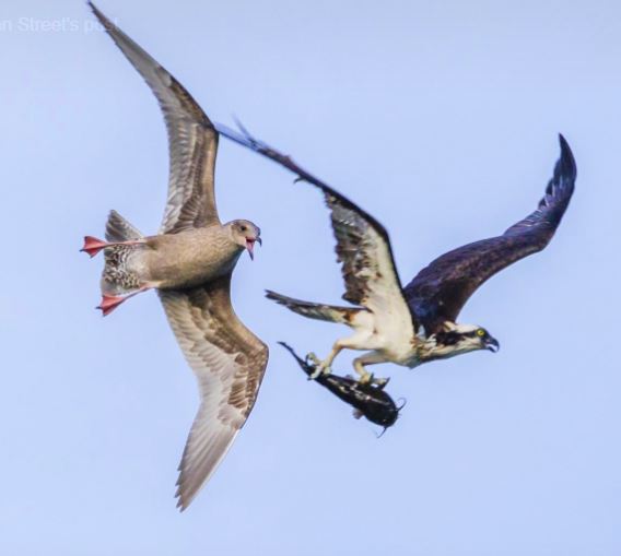Gull & Osprey having lunch, Photo by John Street