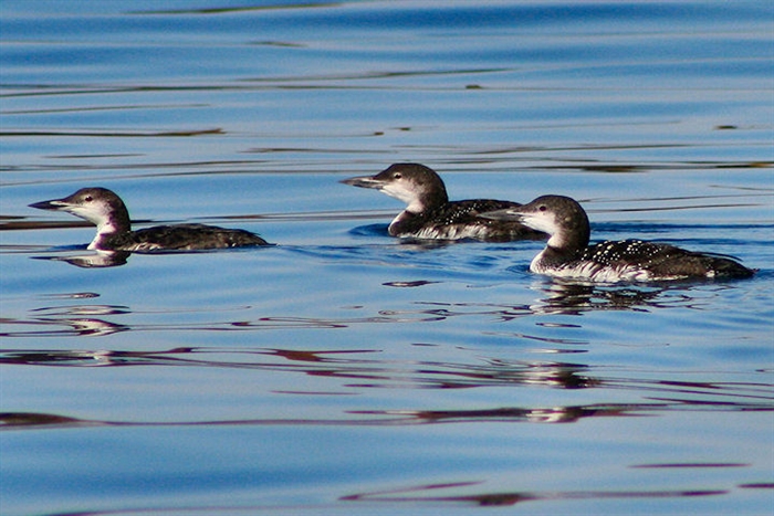Juvenile loons photographed in September by Lillian Cooledge, 1000 Islands Images