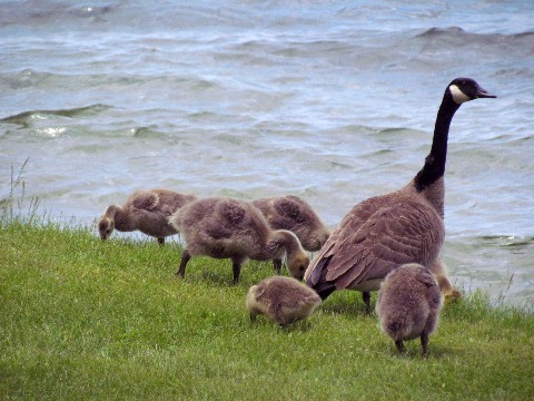  McCarthy family of Geese at Beadles Point