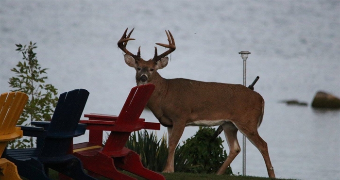 Lynda Crothers has a special visitor to Wolfe Island.