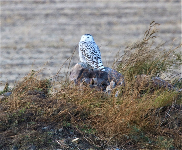 Lynda Crothers gives us our first Snowy Owl photo of the season. Please keep them coming.
