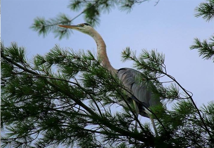 Mary Crawford Ferber shares her beautiful blue heron