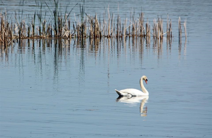 Patti Linder finds a beautiful swan in Goose Bay, Patti she suggests they rename the bay... 