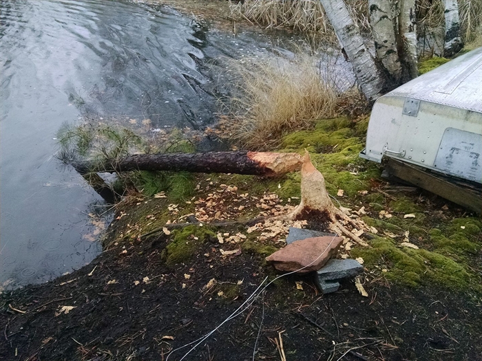 Rosy Swedrock shows the work of the resident beavers.  Photo shared on St. Lawrence River Views Facebook page. 