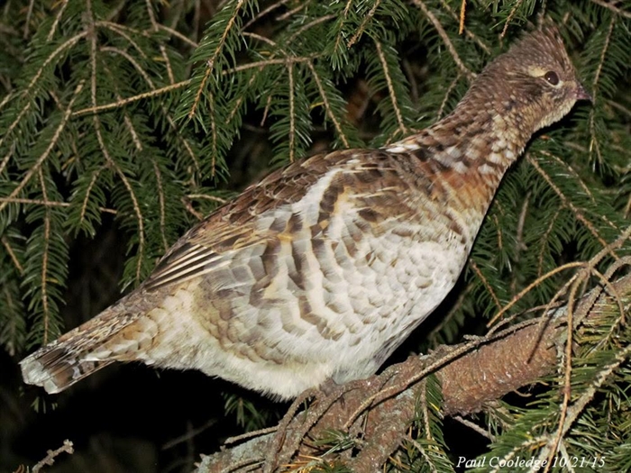 Ruffed Grouse by Paul Cooledge