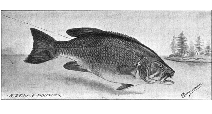 Black Bass [Micropterus Dolomiei]