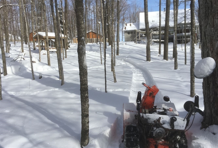 Bill Stallan makes his way the the maple trees on his property... getting ready for tapping. 