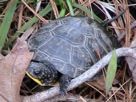 The young Blanding’s turtle is a rare and beautiful sight. Photo B. Arnebeck