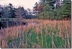 An important wetland