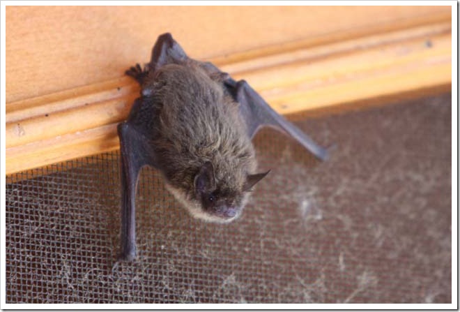 Bat © John Street