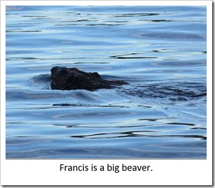 Francis is a big beaver