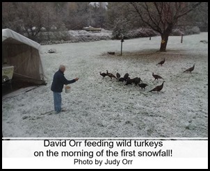 Judy Orr wild turkeys