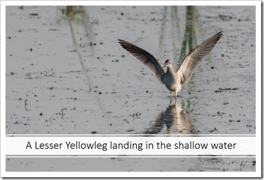 Lesser Yellowleg flying