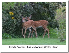 Lynda Crothers Deer visitors