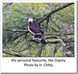 Osprey Capiton