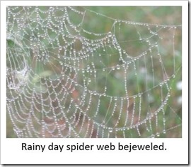 Spider web june 18