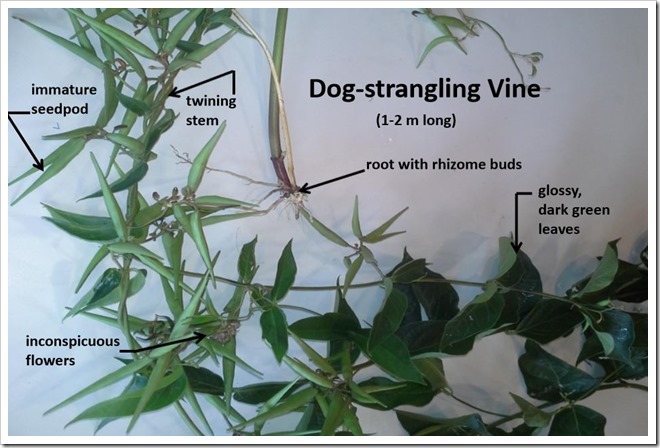 Starngling vine