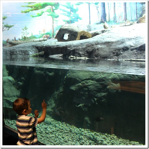 brockville-aquatarium-otter-habitat