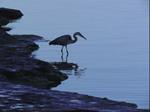 Poets & Writers, INK: Our St. Lawrence Shore