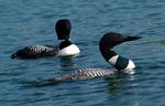 Annual Loon Count on Grenell