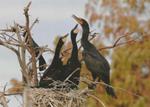 The Devils Bird in the St Lawrence River