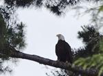 Eagles in the Islands