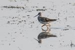 Shorebirds