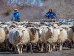 Sheep Shearing On Amherst Island
