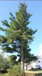 Take the White Pine Tree!