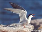 Restoring the Common Tern in the Islands