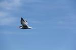 “A total of 1,624 tern chicks were banded…”