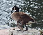 Lone Goose&hellip;