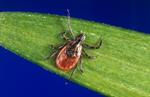 Ticks and Lyme Disease