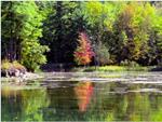 The Coming of Summer to the Hardwoods