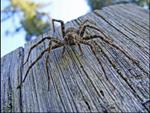 &ldquo;Dock Spider&rdquo; - Friend or Foe?