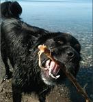 Dog Owners: Be Alert to Harmful Algal Blooms!