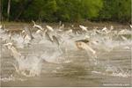 Help Block Asian Carp