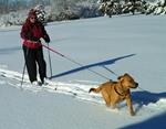 Skijoring in the Thousand Islands