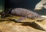 The Case of the Vanishing Sturgeon