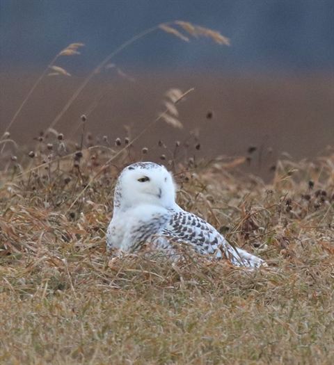 Lynda Crothers found three Snowy Owl on Wolfe Island, Sunday Dec. 9