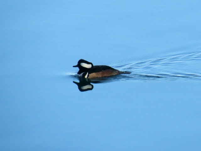A Male a male hooded merganser by Dennis McCarthy, Beadles Point. 