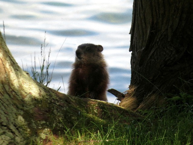 The McCarthy's local Woodchuck near the River. 
